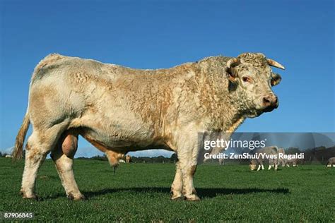 1,204 Bull Side View Stock Photos, High-Res Pictures, and Images ...