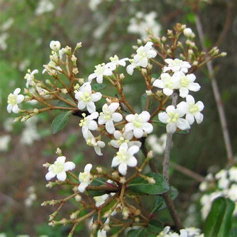 Small Leaf Arrowwood Walters Viburnum Walter Viburnum Obovatum