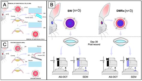 Ijms Free Full Text A Framework For Human Corneal Endothelial Cell Culture And Preliminary