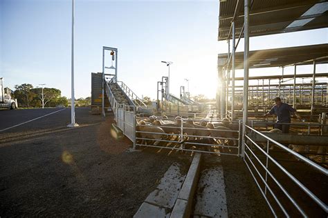 Weather The Key Impact On Summer Lamb Sales Mla Sheep Producer