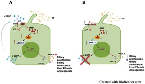 Cells Free Full Text The Effects Of Taurocholic Acid On Biliary