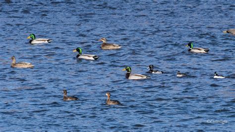 Ringneck Duck Habitat