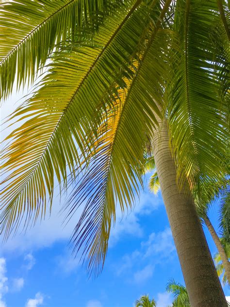 Tropical Palm Tree Free Stock Photo - Public Domain Pictures