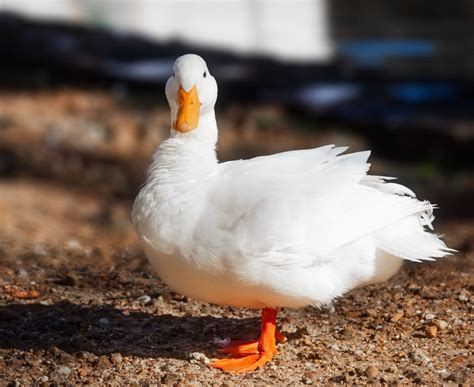 El Pato Pek N Es Indiscutiblemente La Raza M S Popular De Todas A Nivel