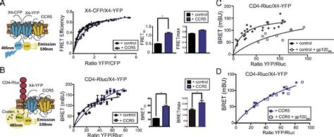 Ccr5 Cd4 Cxcr4 Oligomerization Prevents Hiv 1 Gp120iiib Binding To The