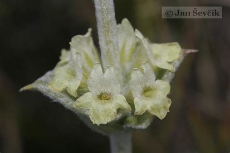 Трава железница: Про "греческий чай" Железницу - Известные и не очень ...