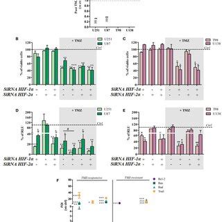 Cell Viability And Hypoxia Inducible Factor Hif Activity After