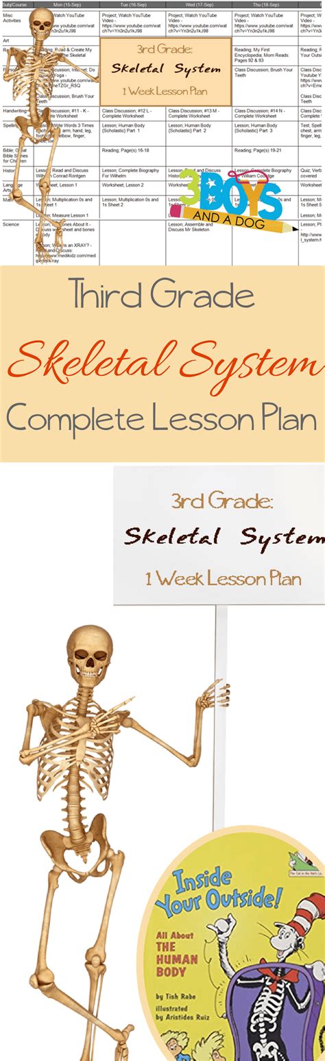 Learn The Skeletal System Grade Three Unit Study Skeletal System