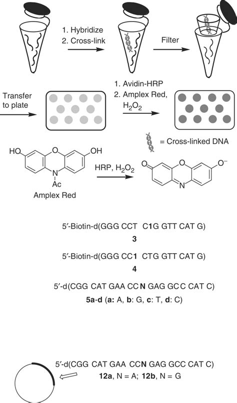 Scheme 2 Sequence Selective Detection Of Dna Via Fluorescence Using Download Scientific