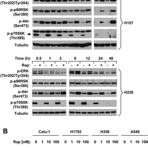 The Combination Of MTOR Inhibition And EGFR Inhibition Disrupts