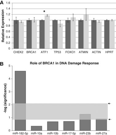 MicroRNA 182 5p Targets A Network Of Genes Involved In DNA Repair