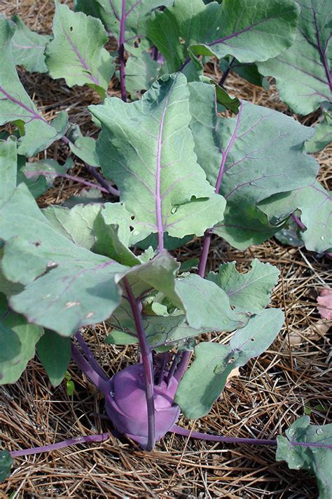 How To Grow The Kohlrabi Plant General Planting And Growing Tips