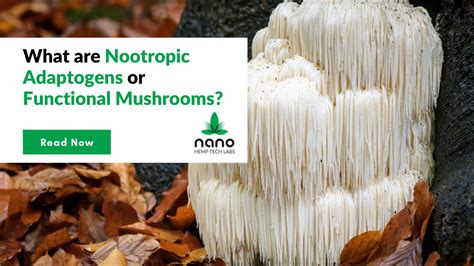 What Are Nootropic Adaptogens Or Functional Mushrooms Nano Hemp Tech Labs