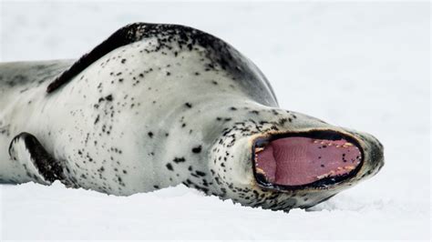 Leopard Seal Displaying Its Teeth Wallpaper Backiee