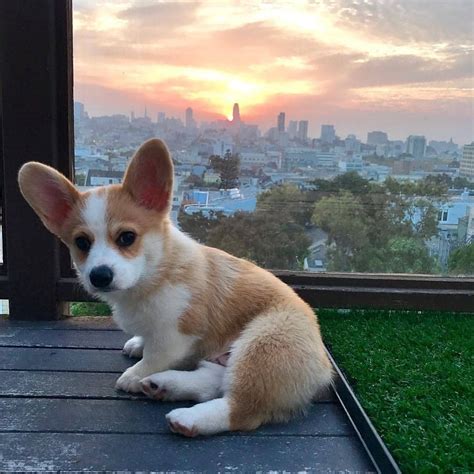 beautiful corgo   beautiful sun raww