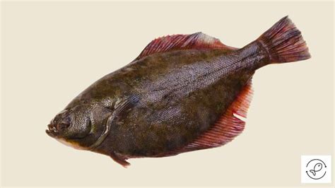 38 Popular Fish Species With Scales And Fins