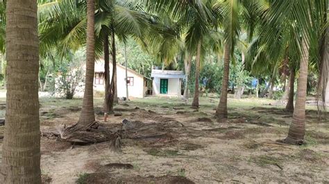 No Coconut Farmland For Sale In Ecr Edaikazhinadu Vembanur Contact