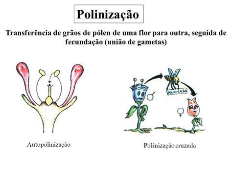 Poliniza O Import Ncia Tipos E Como Ocorre Resumo Ciclo De Vida