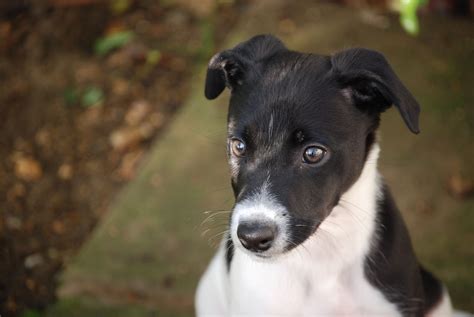 Free Images White Puppy Canine Pet Portrait Black Hound