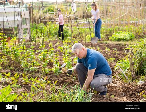 Amateur Gardener Weeding With Hoe On Vegetable Garden Stock Photo Alamy