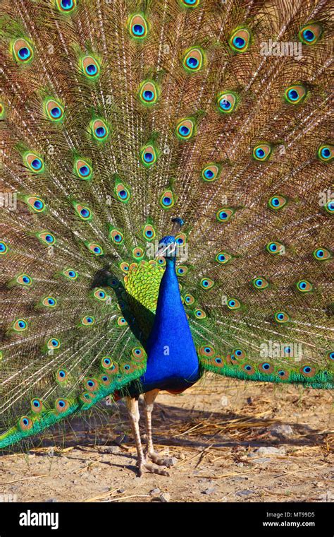 Peacock With Feathers Out Stock Photo Alamy