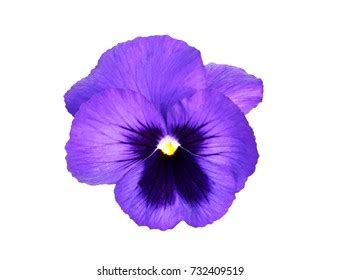 Blue Pansy Flower Isolated On White Stock Photo (Edit Now) 1278669769