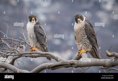 Peregrine falcon male and female hi-res stock photography and images - Alamy