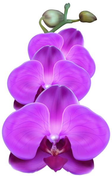 Orchid Drawing, Flower Drawing, Flower Painting, Flower Art, Purple Orchids, Purple Roses ...