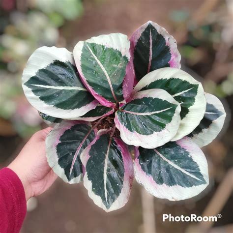 Jual Bisa Cod Tanaman Hias Calathea Pohon Calathea Hias Indoor