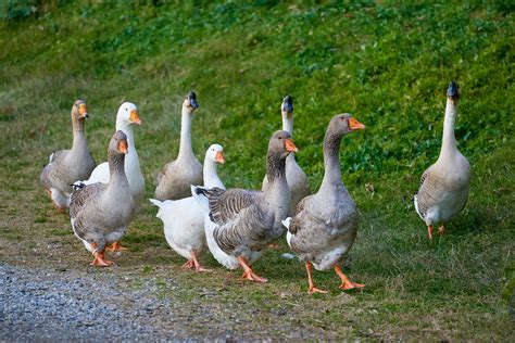 Can Dogs Catch Bird Flu