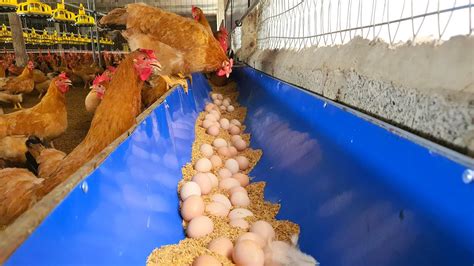 How To Stop Chickens Eating Eggs Youtube