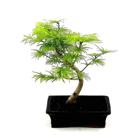 Buy Bonsai Pseudolarix Affordable Uk