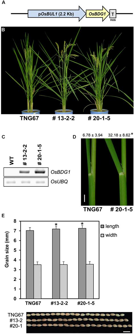 Frontiers Oryza Sativa BRASSINOSTEROID UPREGULATED1 LIKE1 Induces The