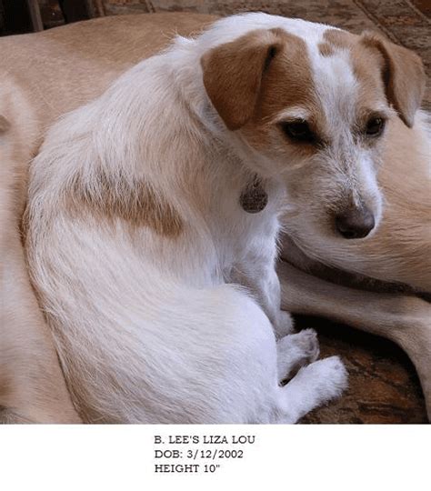 Miniature Jack Russell Terriers for Sale in Georgia