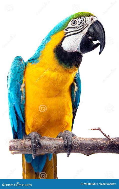 Perrot - Macaw stock photo. Image of background, facial - 9588568