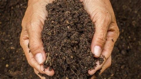 Como Preparar El Mejor Abono Casero Para Plantas Danruilo