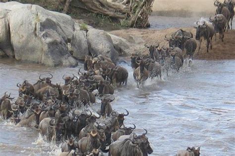 Annual Migration Of Wildebeest During Calving Serengeti And Ngorongoro: Triphobo