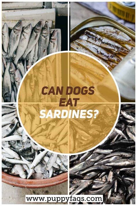 Can Dogs Eat Sardines? | PUPPYFAQS