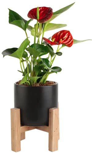 7 Types Of Anthuriums To Grow As Houseplants Gardeners Path