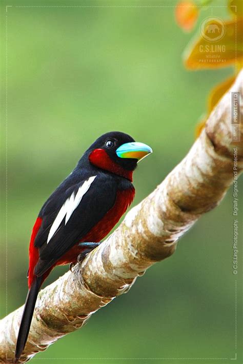 クロアカヒロハシ Black and red Broadbill Cymbirhynchus macrorhynchos