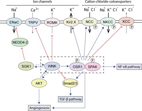 WNK Pathways In Cancer Signaling Networks Cell Communication And