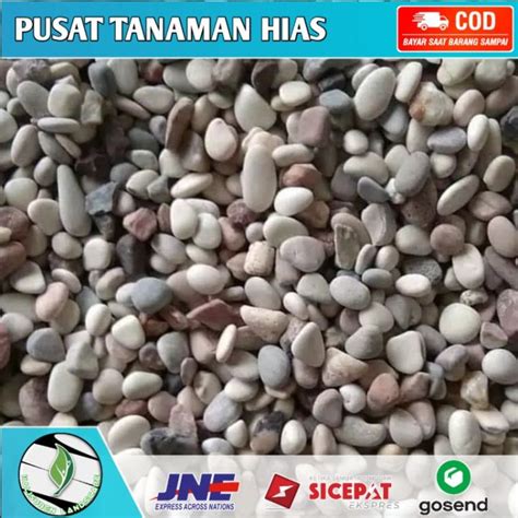 BISA COD Batu Hias Pancawarna Koral Putih 1 Kg Untuk Hiasan Pot