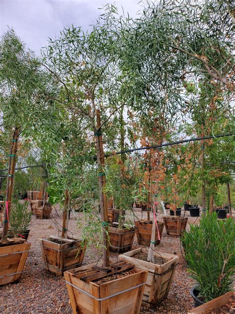 Willow Leaf Acacia Acacia Salicina Treeland Nurseries