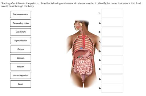 Anatomy And Physiology Chapter Quizlet