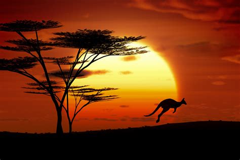 Kangaroo Sunset Australia Custom Wallpaper