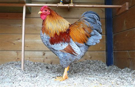 Blue Wyandotte Breed Profile Chicken Fans
