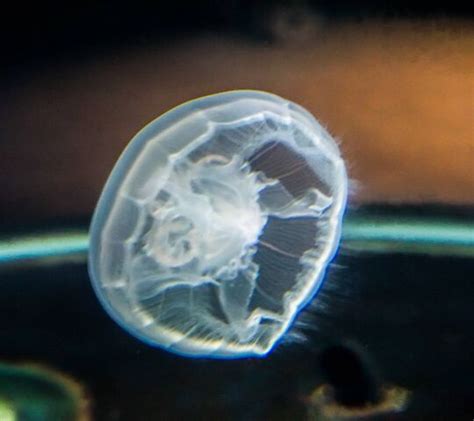 Moon Jelly Wallpaper - Download to your mobile from PHONEKY