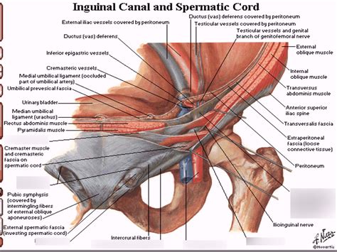 Anatomy Pelvic Cavity Inguinal Canal Flashcards Quizlet The Best Porn