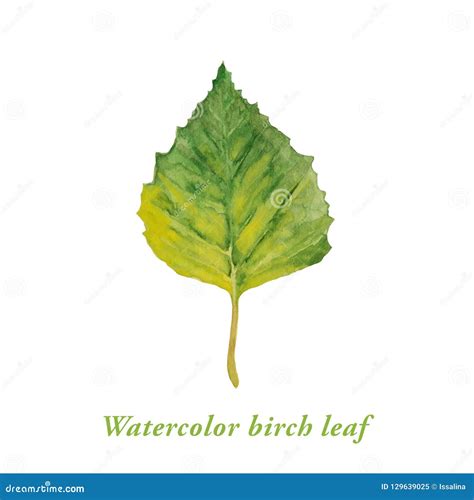 Watercolor Green Birch Leaf Stock Illustration - Illustration of summer ...