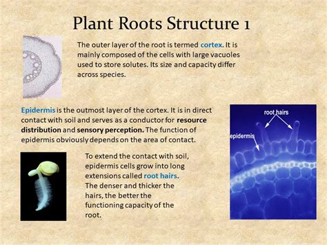 The Plant Fungi Partnership Benefits Of Trade Words